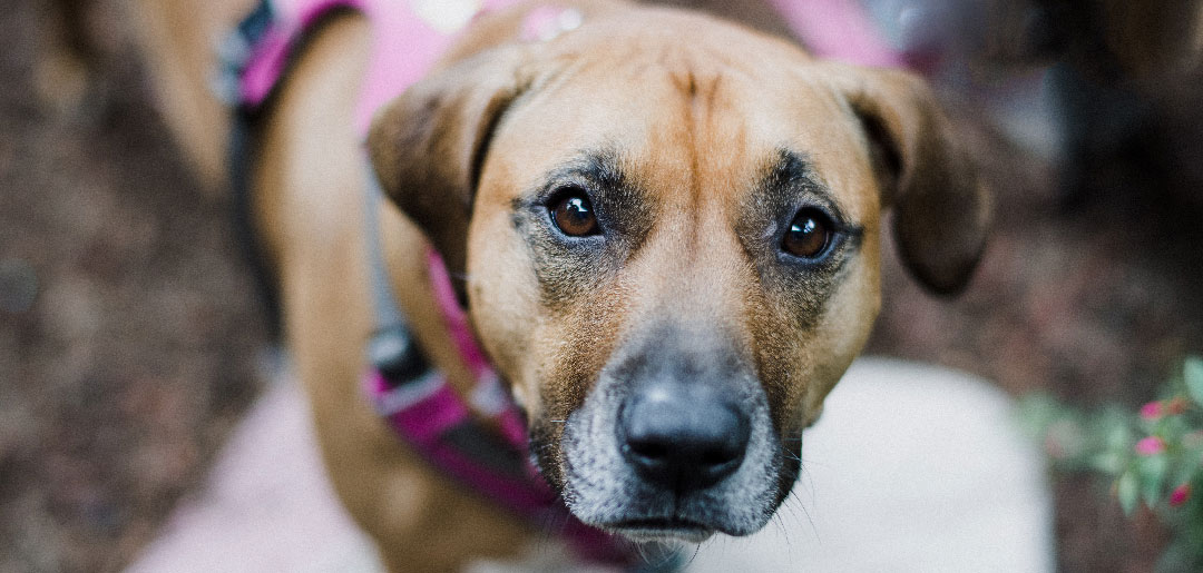 Lorem ipsum dolor sit amet, sitelit.