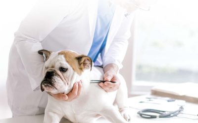 Lorem ipsum dolor sit amet, sitelit.