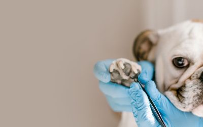 Lorem ipsum dolor sit amet, sitelit.